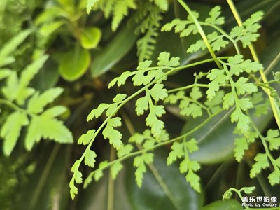 【光影里的寻找】+阳光里