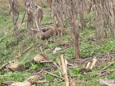 【光影里的寻找】+乡村生活