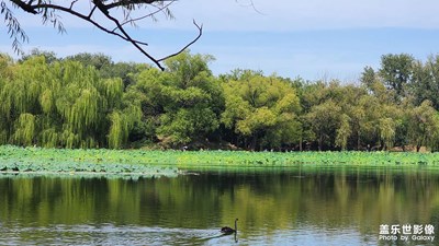 【步履间的风景】+圆明小记