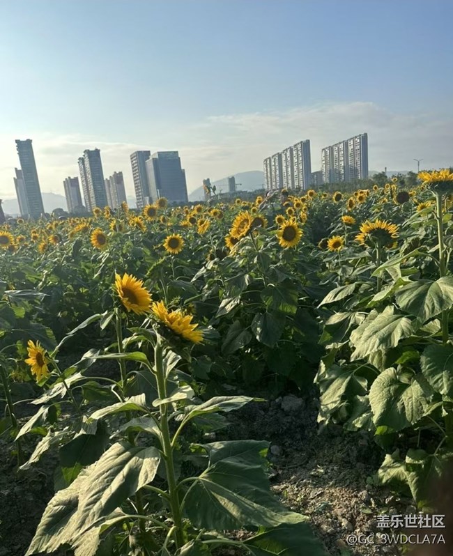 【Galaxy影像】#秋韵 花海