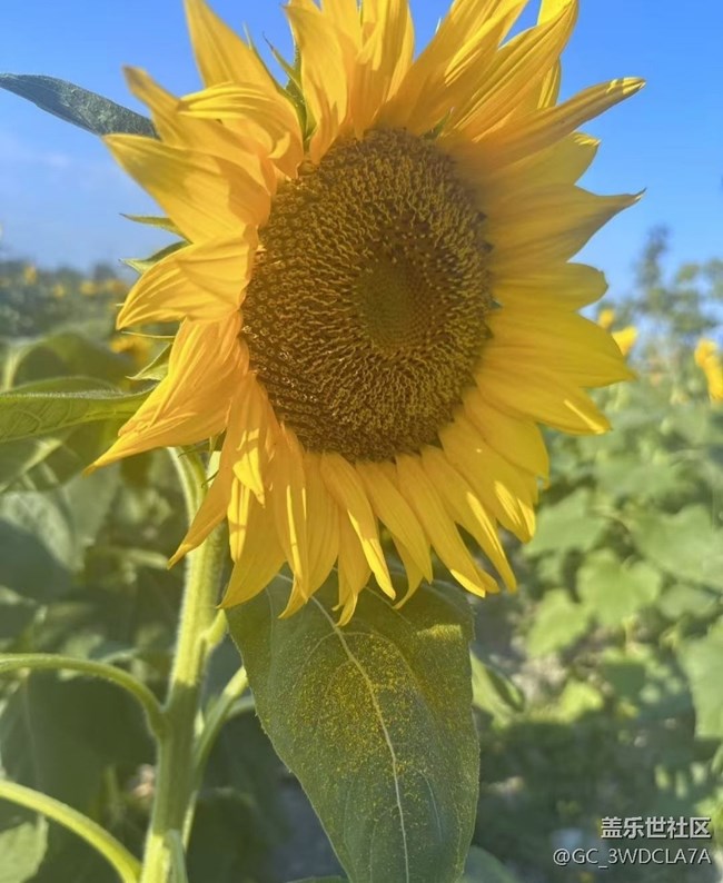 【Galaxy影像】#秋韵 花海