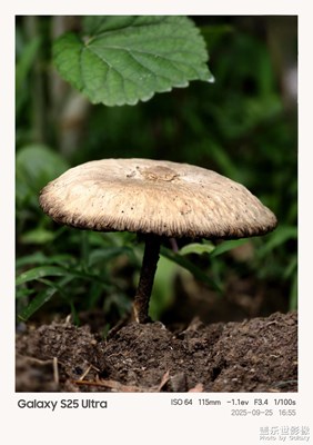 蘑菇