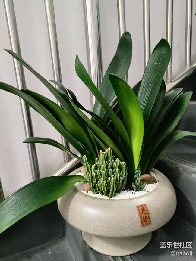 【Galaxy影像】#秋韵 盆栽