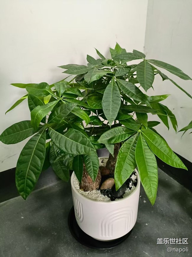 【Galaxy影像】#秋韵 盆栽