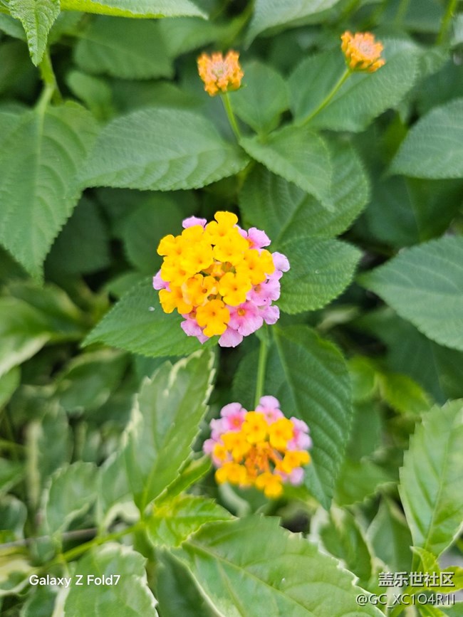 【深湾映秋】初秋有花开