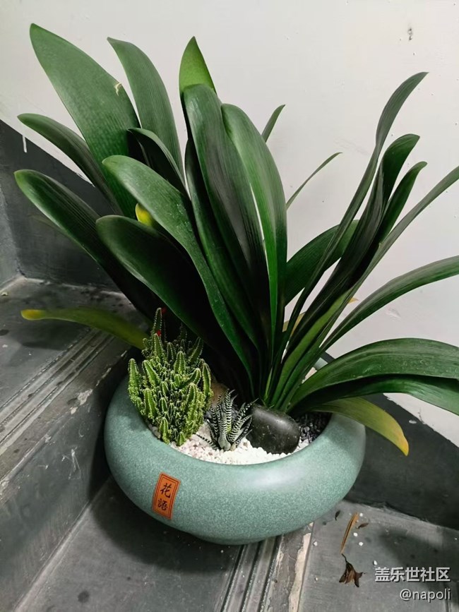 【Galaxy影像】#秋韵 盆栽