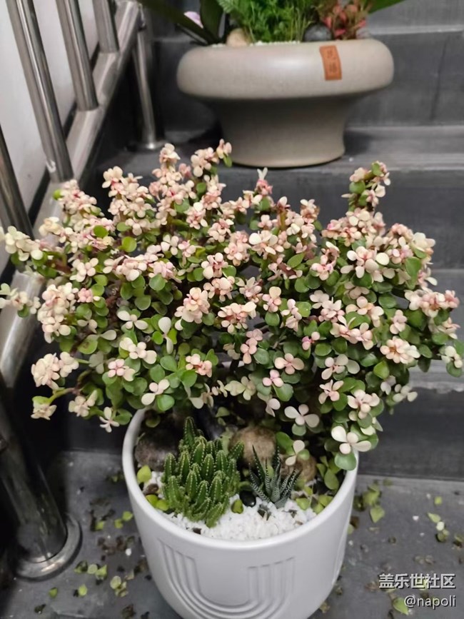 【Galaxy影像】#秋韵 盆栽