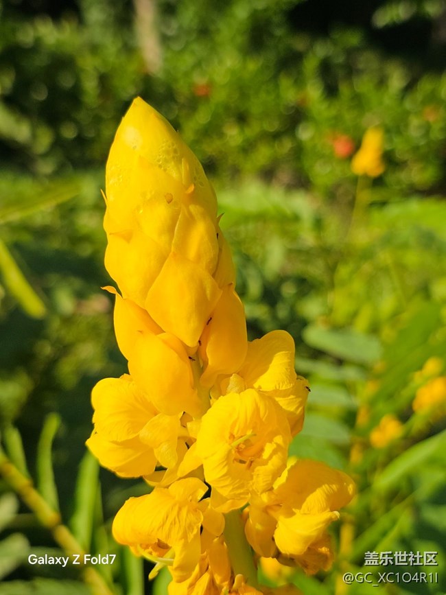 【深湾映秋】初秋有花开