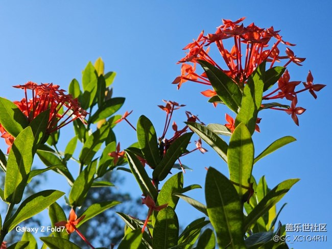 【深湾映秋】初秋有花开