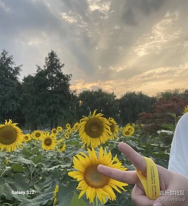 【深湾映秋】向日葵