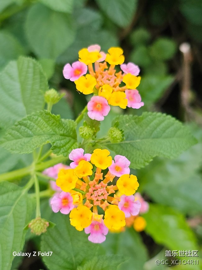 【深湾映秋】初秋有花开