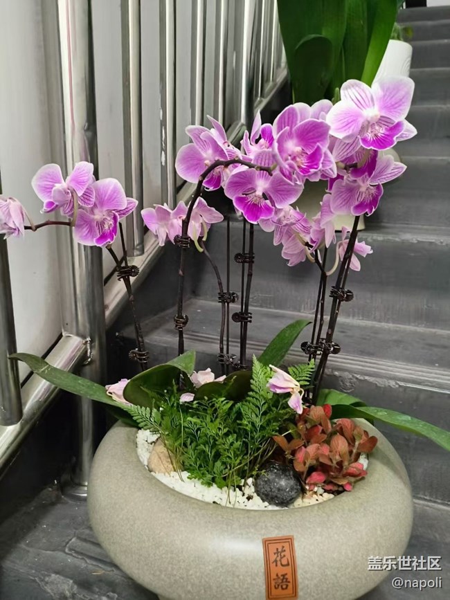 【Galaxy影像】#秋韵 盆栽