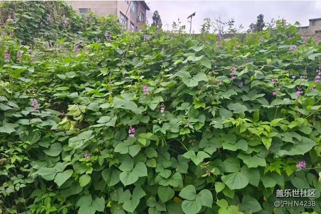 【Galaxy影像】#秋韵 乡村净土