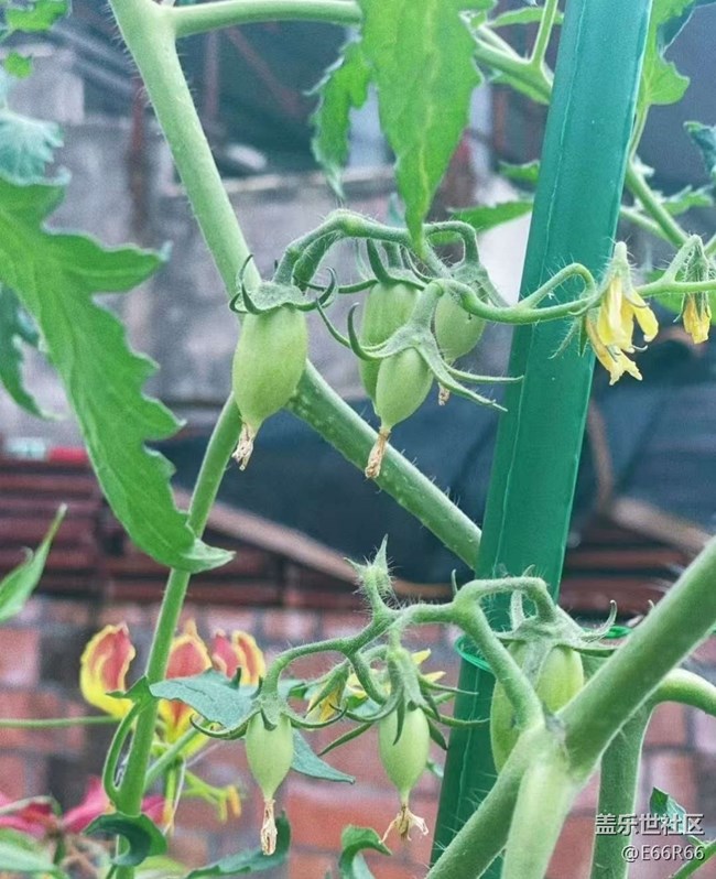 【Galaxy影像】#秋韵 秋季瓜果