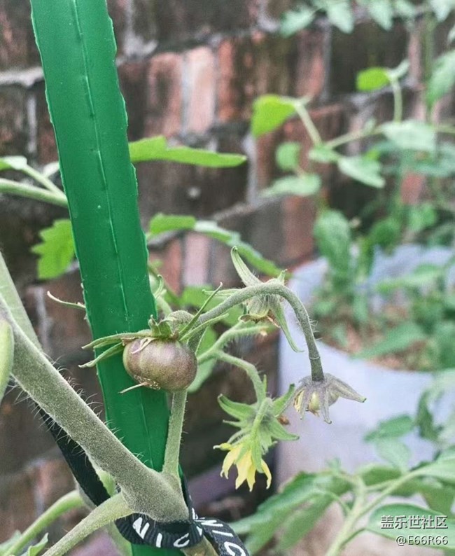 【Galaxy影像】#秋韵 秋季瓜果