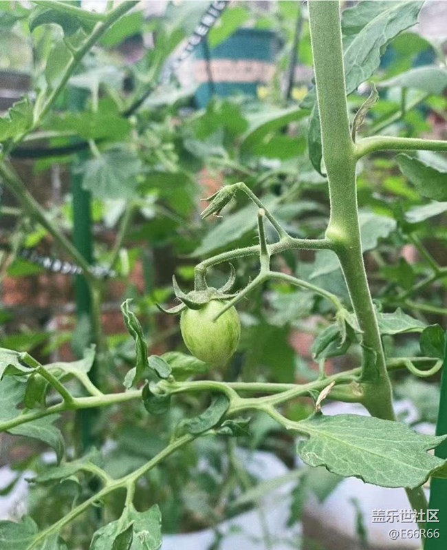 【Galaxy影像】#秋韵 秋季瓜果