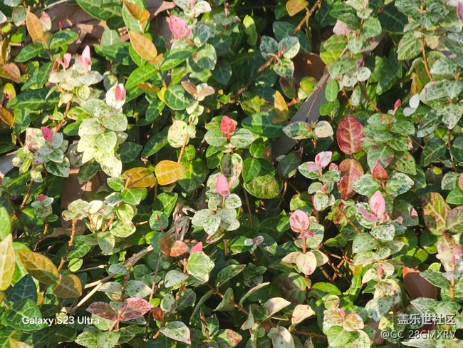 【深湾映秋】好时光