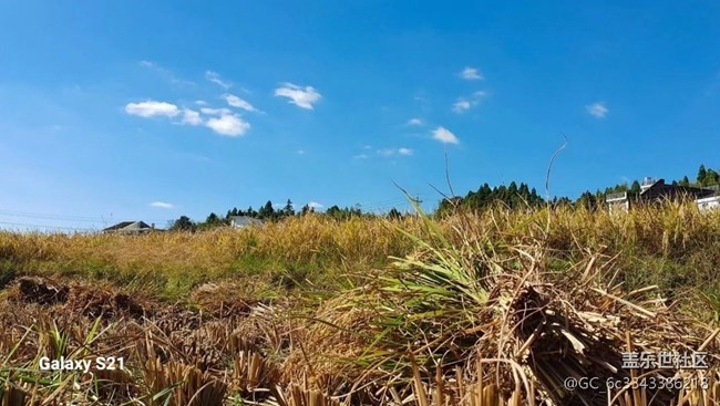 【深湾映秋】丰收季