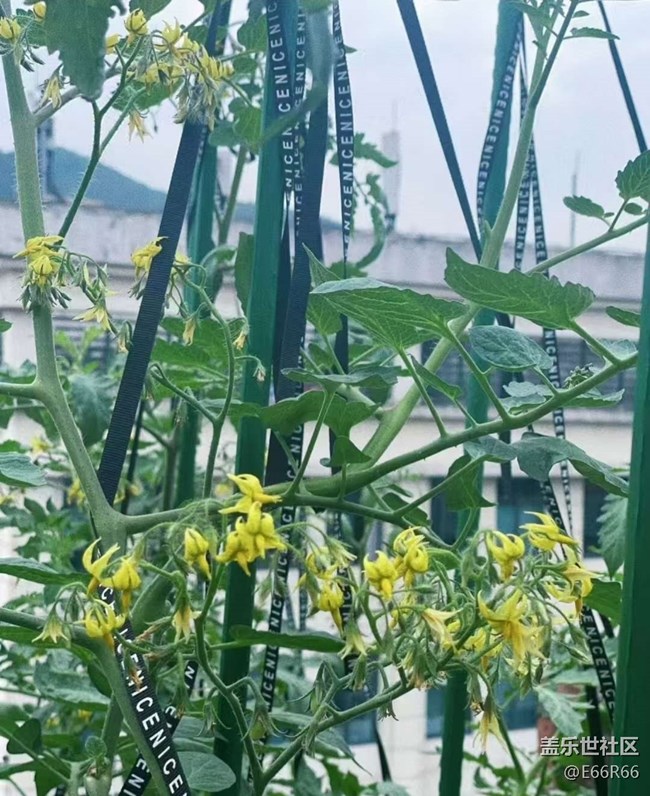 【Galaxy影像】#秋韵 秋季瓜果