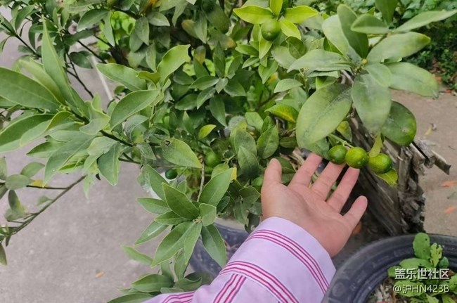 【Galaxy影像】#秋韵 乡村净土