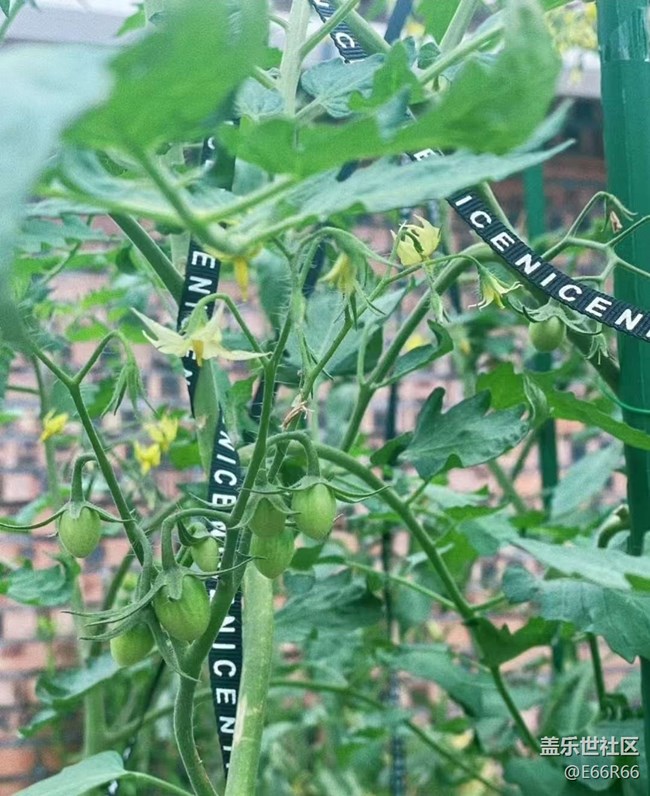 【Galaxy影像】#秋韵 秋季瓜果