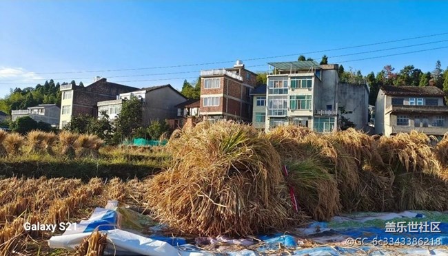 【深湾映秋】丰收季