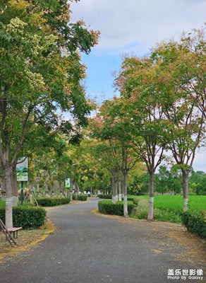 栾树花盛开的秋天