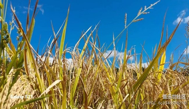 【深湾映秋】丰收季