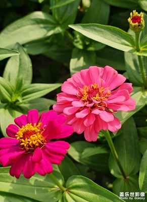 漫山遍野的鱼尾菊