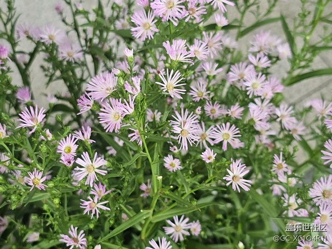 【初秋】初秋角落