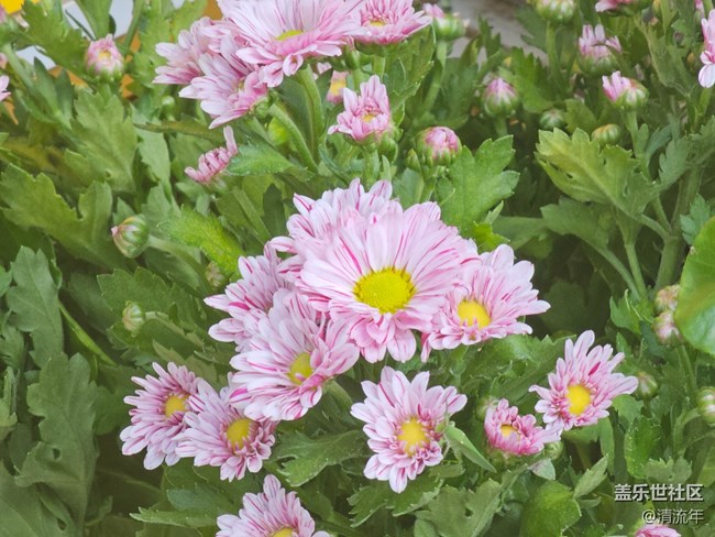 【初秋】微风不燥