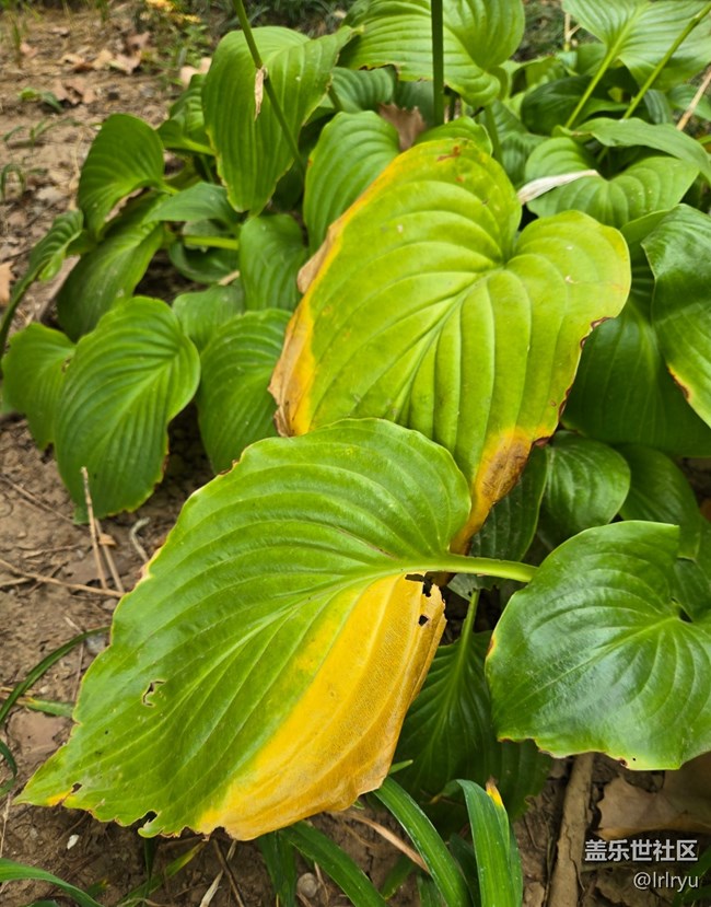 【初秋】静谧秋晨