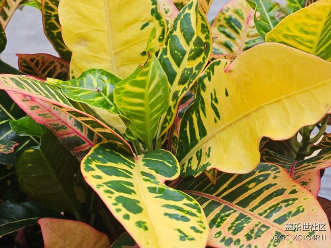 【初秋】初秋角落