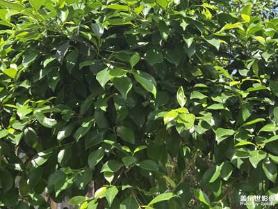 【步履间的风景】+风景正好时