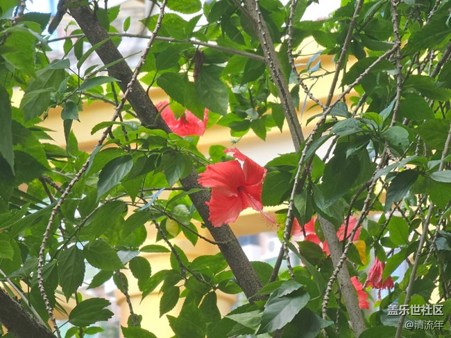 【初秋】秋季随拍