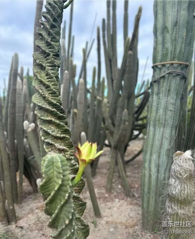 【Galaxy影像】#秋韵 打卡植物园