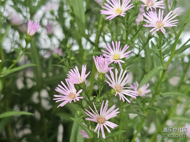 【初秋】初秋角落