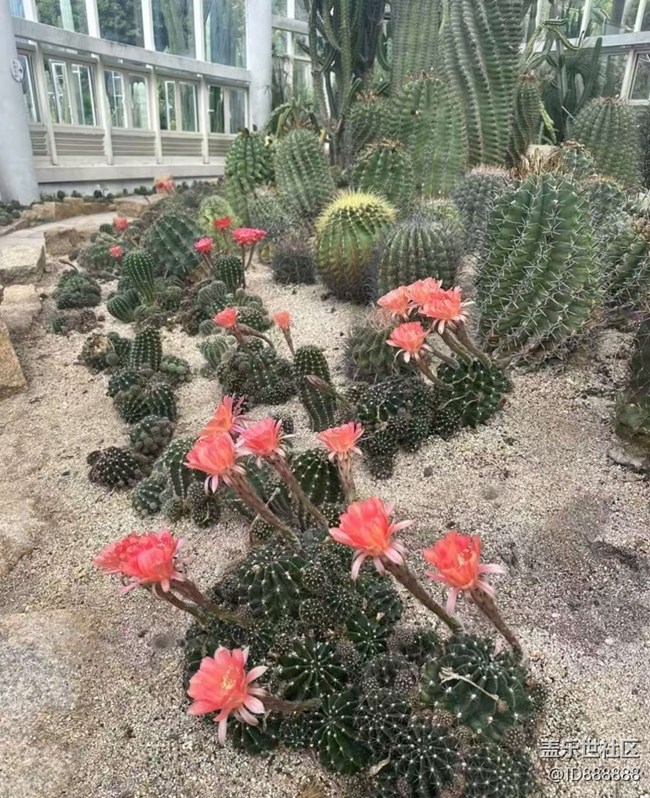 【Galaxy影像】#秋韵 打卡植物园