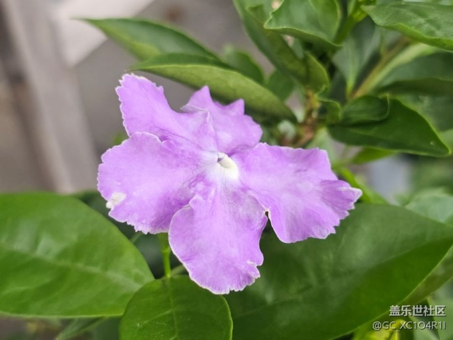 【初秋】初秋角落