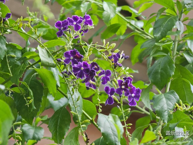 【初秋】微风不燥