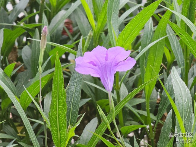 【初秋】微风不燥