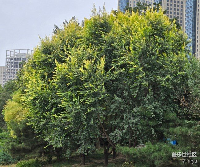 【初秋】静谧秋晨