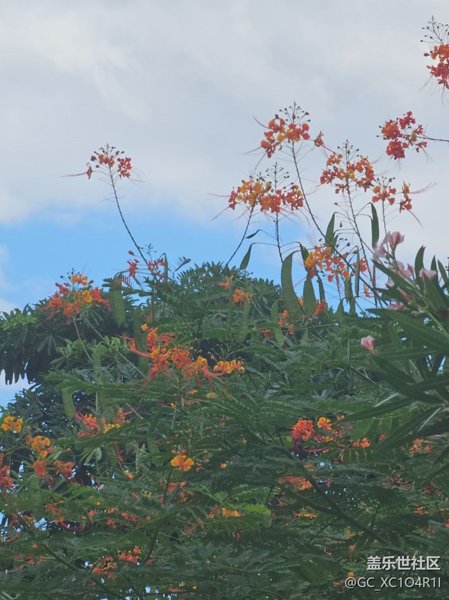 【初秋】天气好