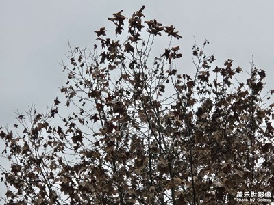 【步履间的风景】+风景