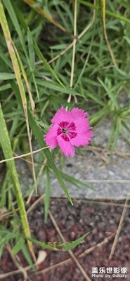故事里的小红花，从来都是最美