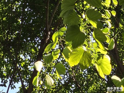 【步履间的风景】+种种风景