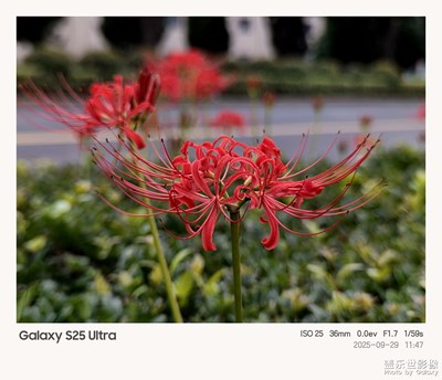 85毫米镜头实拍