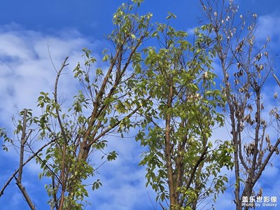 【步履间的风景】+阳光洒向大地