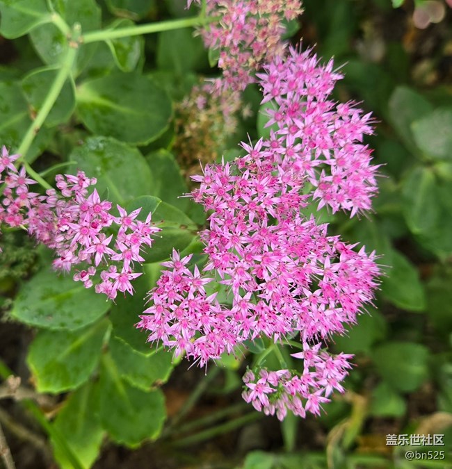 【Galaxy影像】#秋韵