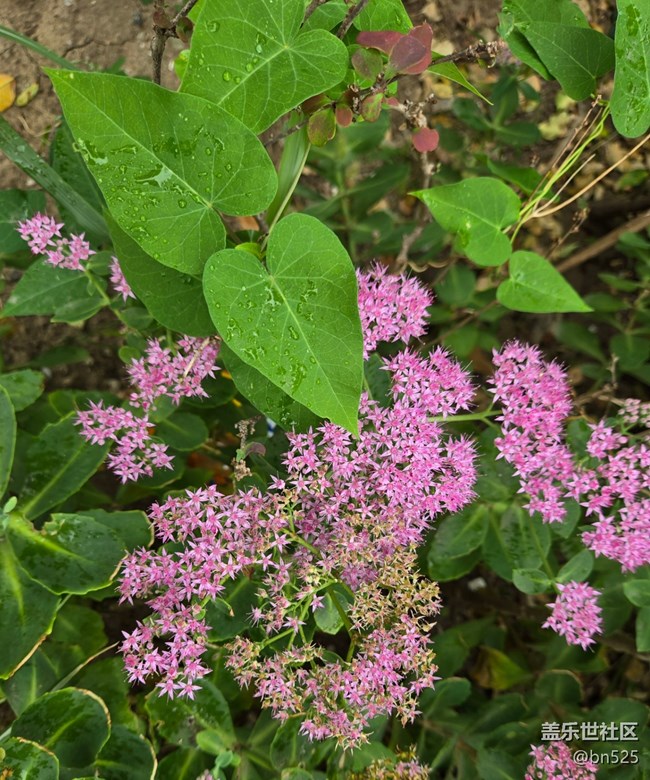 【Galaxy影像】#秋韵